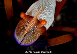 subject was around 30 m by Giancarlo Zambelli 